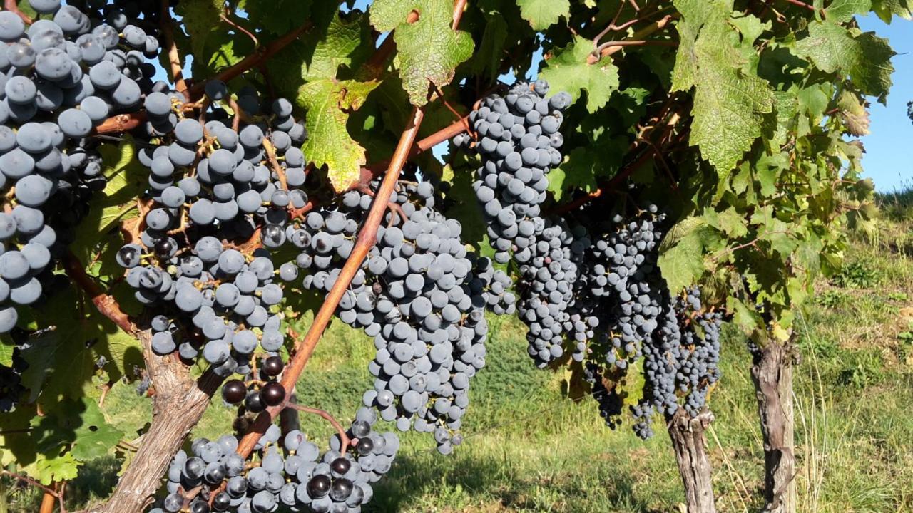 Agriturismo Casa Delle Rose Winery Ruttàrs Exteriér fotografie